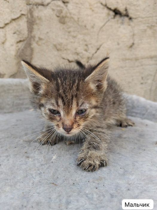 Котята ищут любящую семью