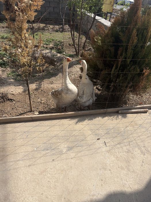 Казылар Линда белые