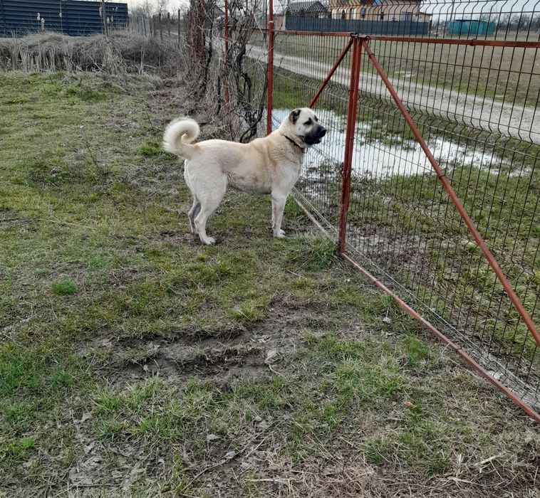 Vând cățea Kangal fiică din Atila!