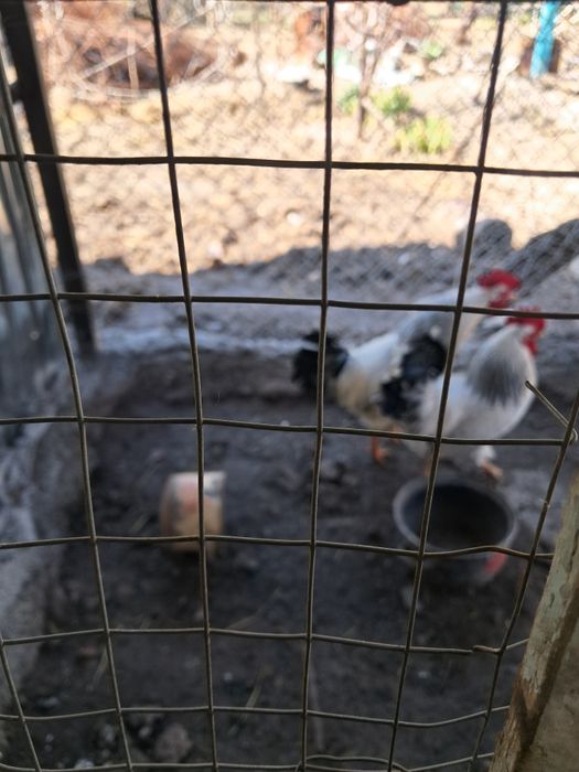 Петух Адлер продается