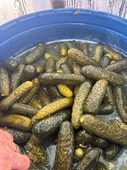 Castraveți murati (saramura)