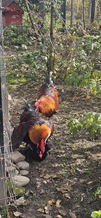 Cocoș Marans negru arămiu