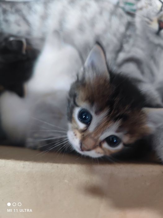 Продаются мастера «ночного тыгыдыка»