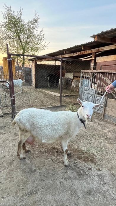 Коза зааненнская дойная