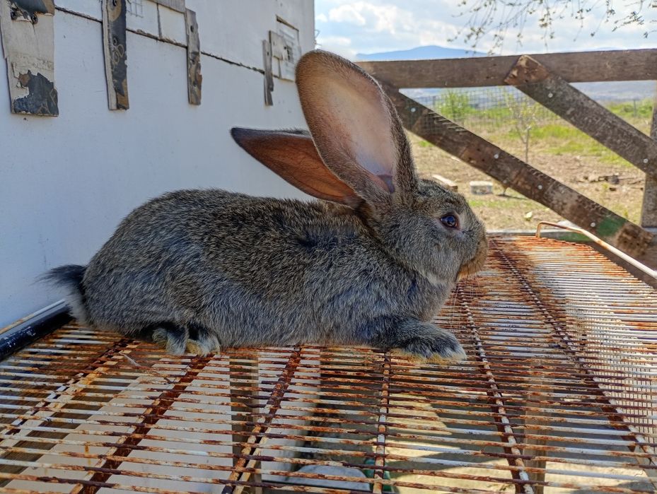 Продавам белгийски великан