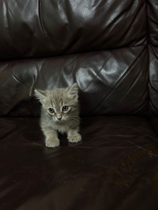 Котенок в поиске дома