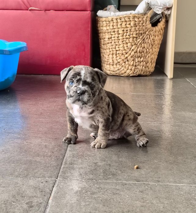French Bully Кучета