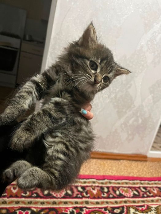 Британские котята