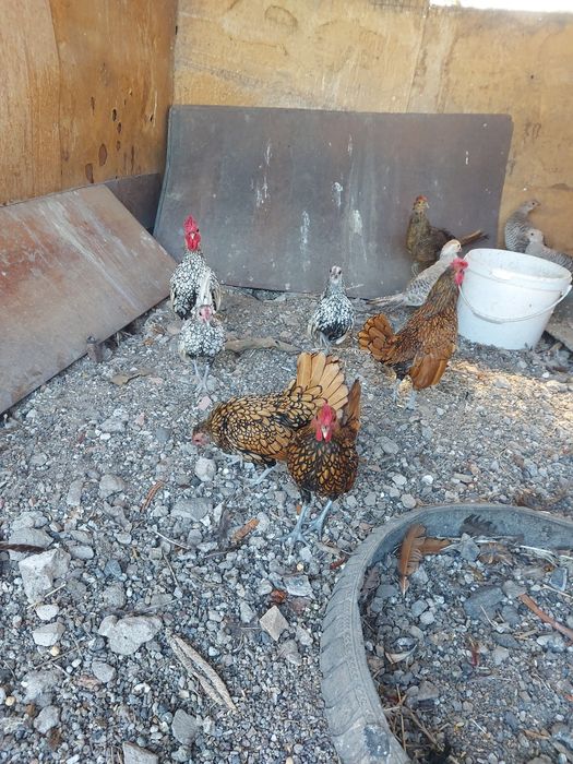 Декоративные петушки Куры