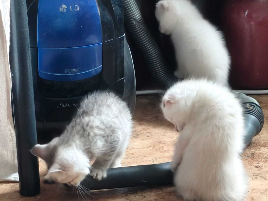 Отдам бесплатно котят