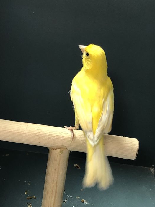 Канарейка кенор (самец)