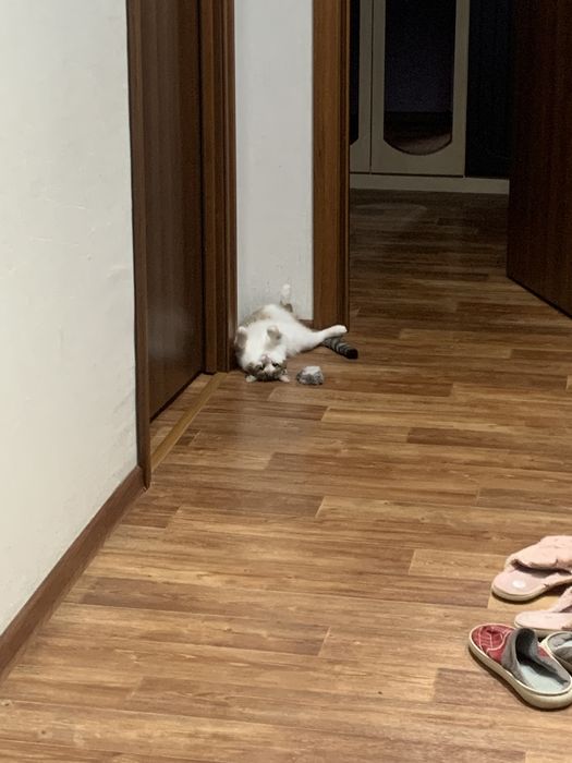 Кошка очень чистая спокойная