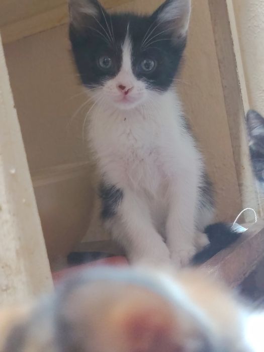 Отдаю котят в хорошие руки