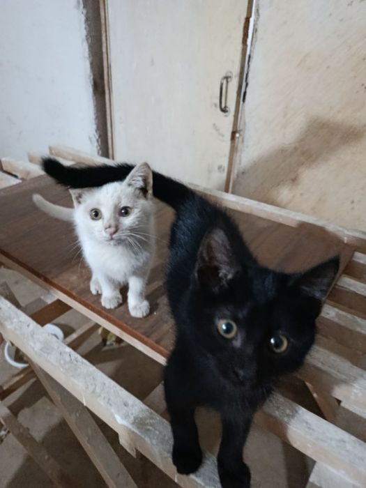 Отдам котят в надежные руки