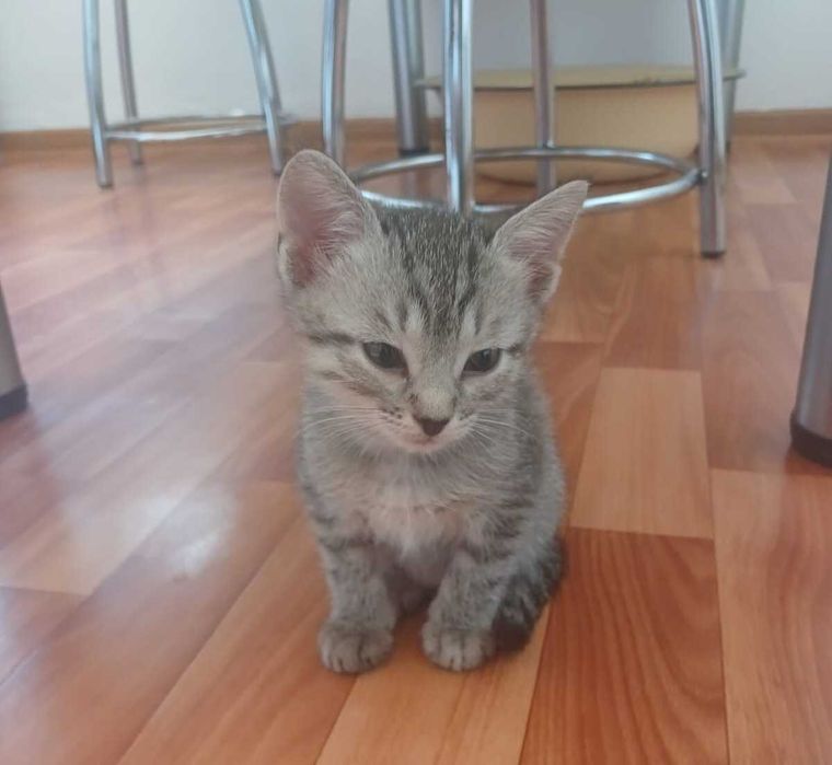 Домашние котята девочки