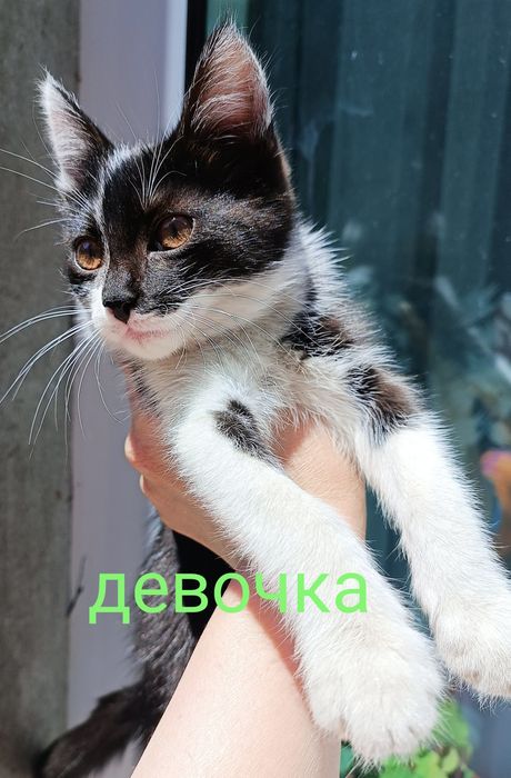 Котенки оддам добрым рукам