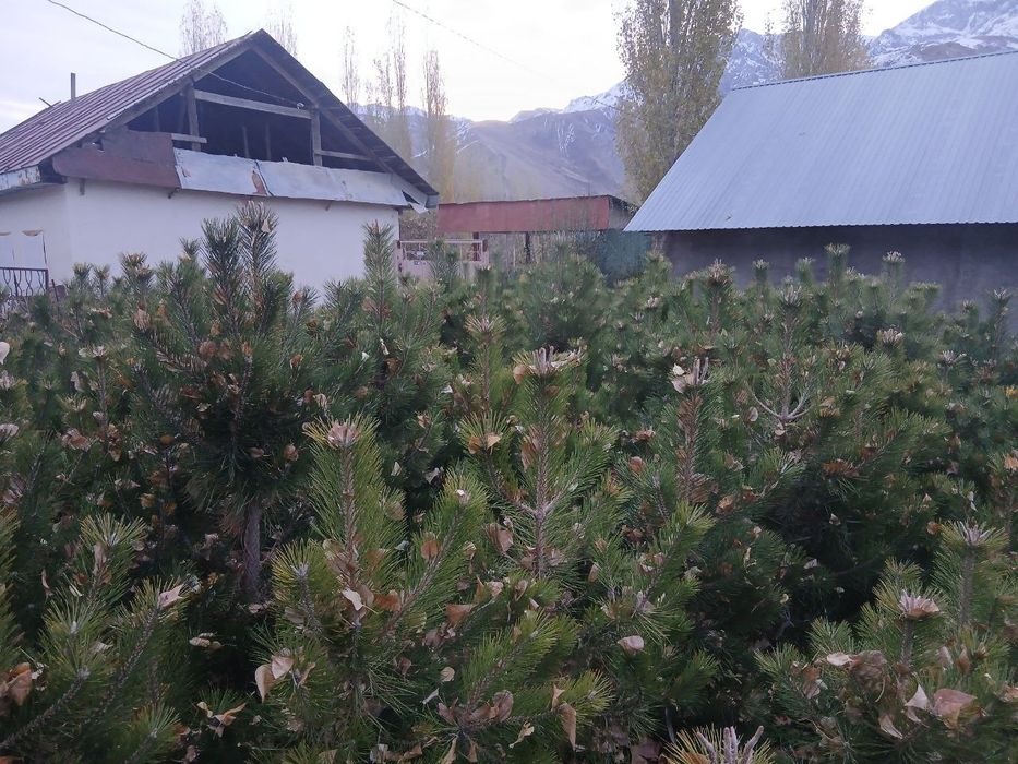 Продаются саженцы деревьев