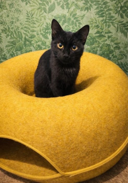 Кошечка и кот ищут добрые ручки