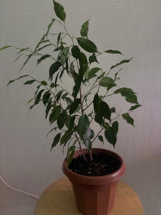 Продам комнатные цветы