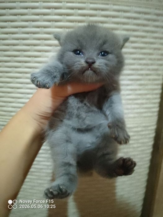 Preiuim mushukchalar sotiladi

Scottish Fold — oppoq yoqi