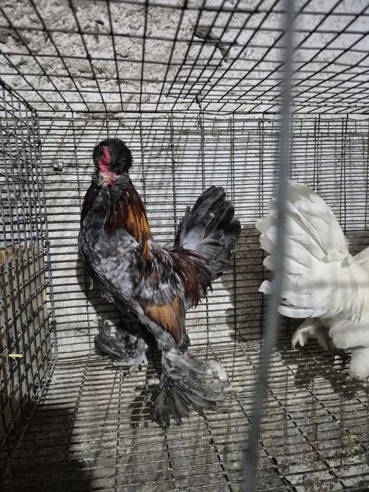 Карликовые петушки бентамки