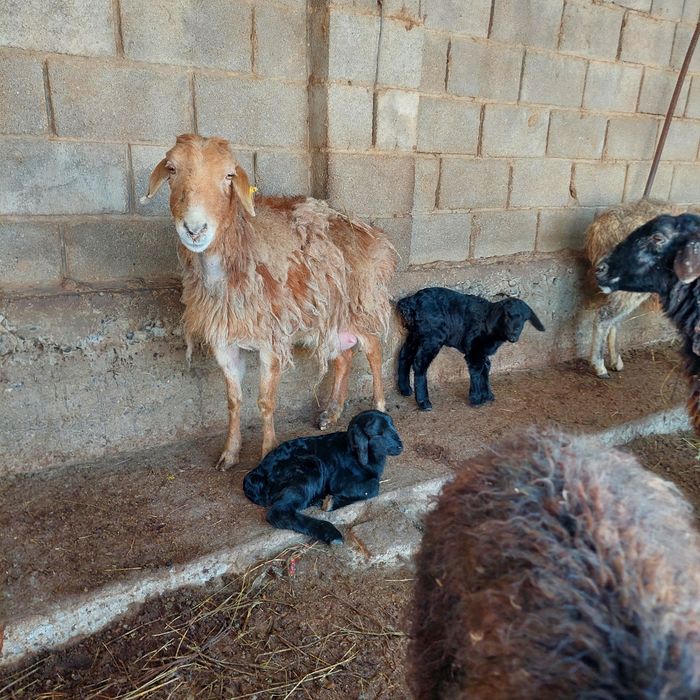 Қой қозылы , Қошқар   тоқты  Самал-2