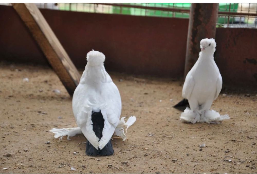 Продам голубей персы