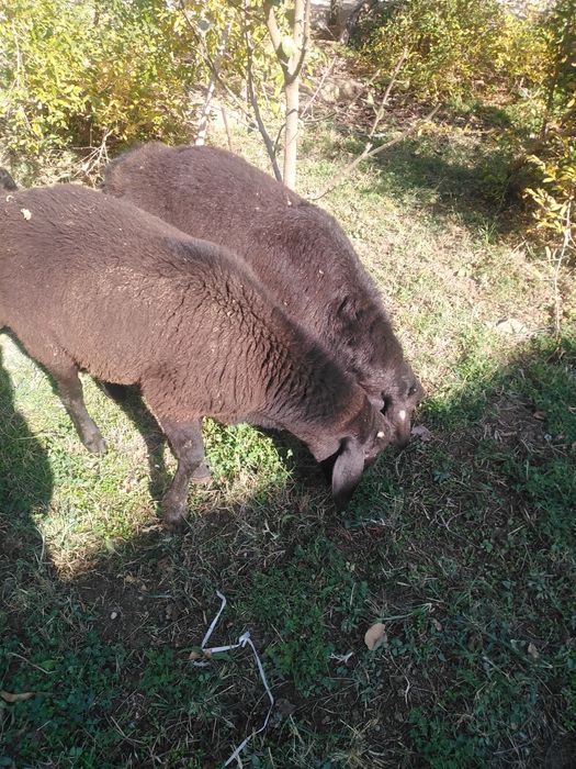ЩКучкорлар сотилади