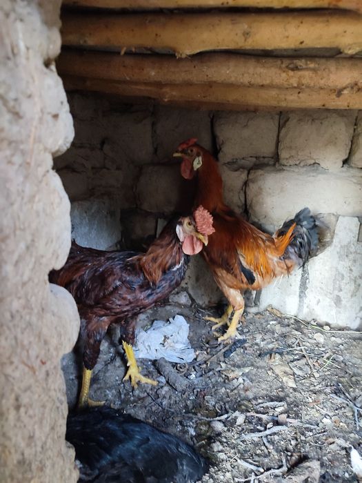 2 ta xoʻroz mesni tozza 1 ta kulangi tovuq kurk boʻgan tuxum bostirsah