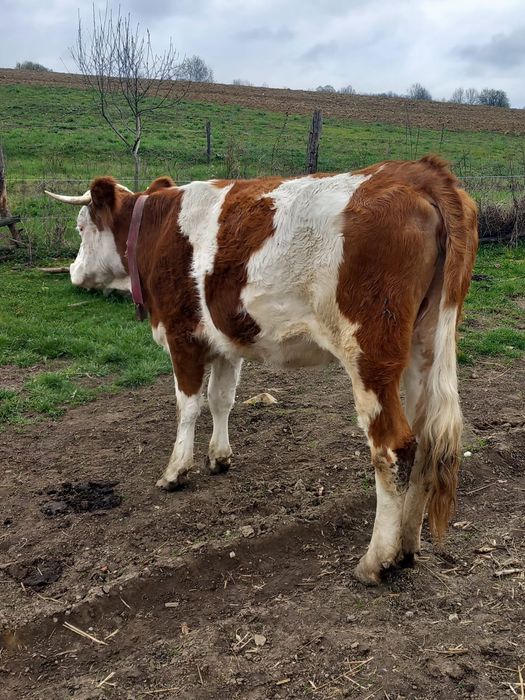 De vânzare juninca de 2 ani deafata