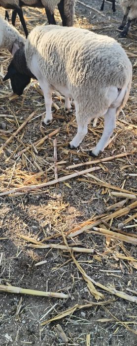 Vand tap si berbeac dorper