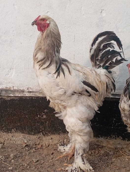 Оңтүстік Орталықтағы қара нәсілділер порно онлайн көру