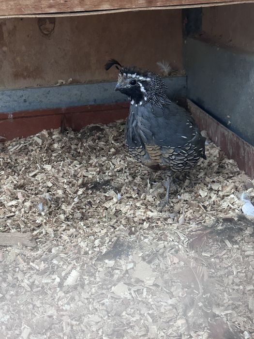 Калифорнийский Бедана