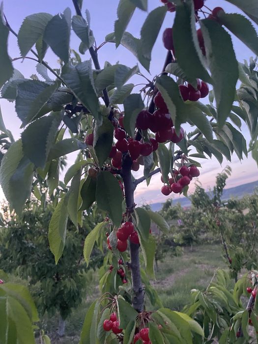 Cireșe gustoase