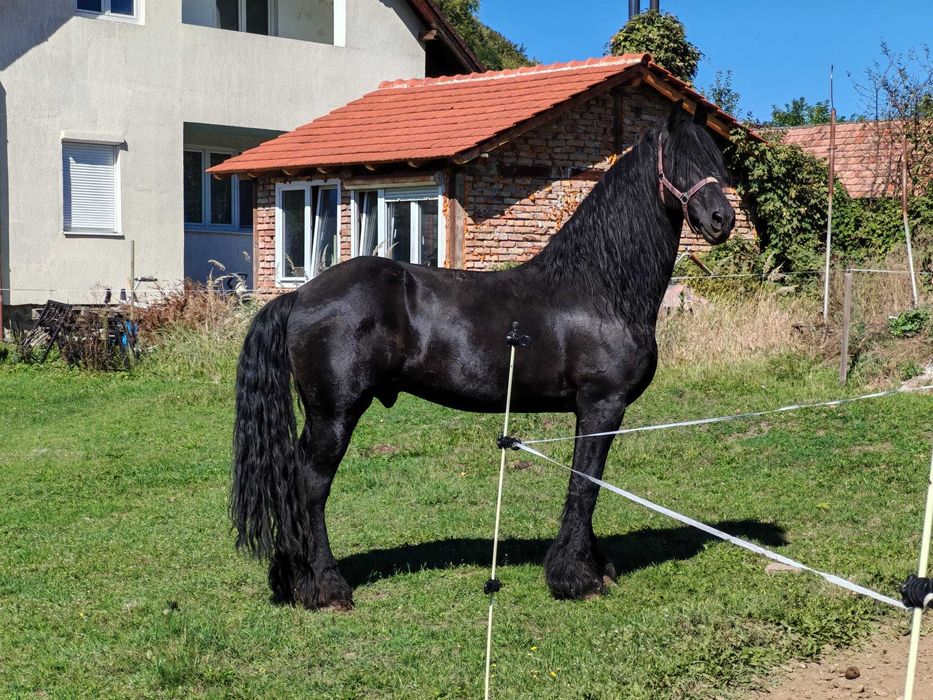 Manz Friesian Frizian Friz 12 luni