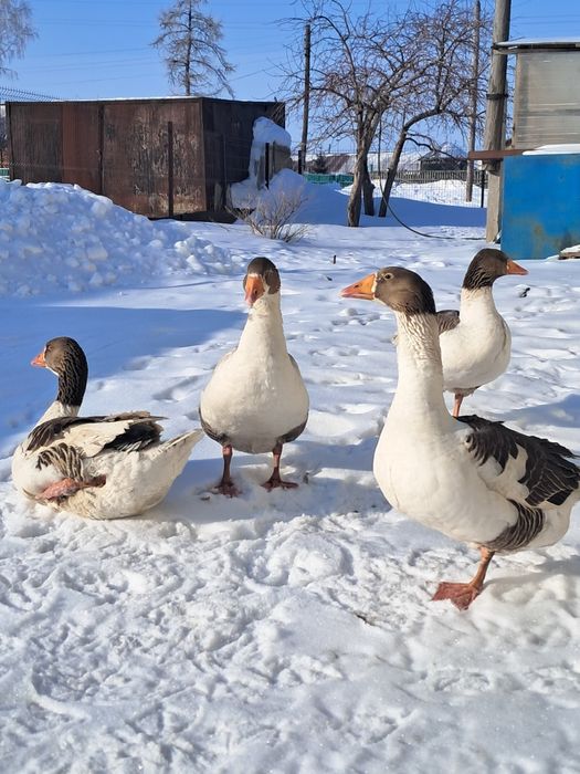 Продам гусей на развод.