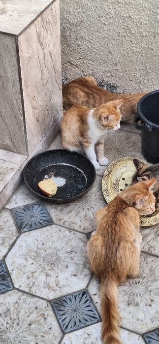 Кошка рыжая домашняя