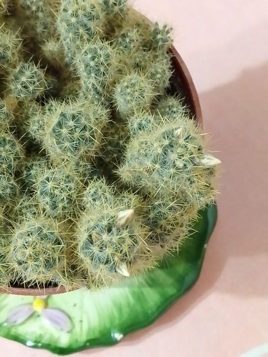 Кактусы "Мамиллярия" в цветении .