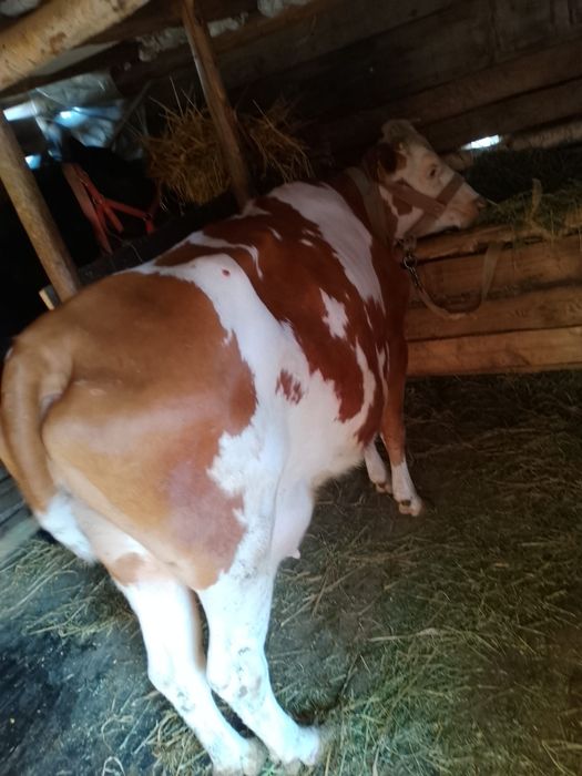 Vând vaca foarte bună de lapte