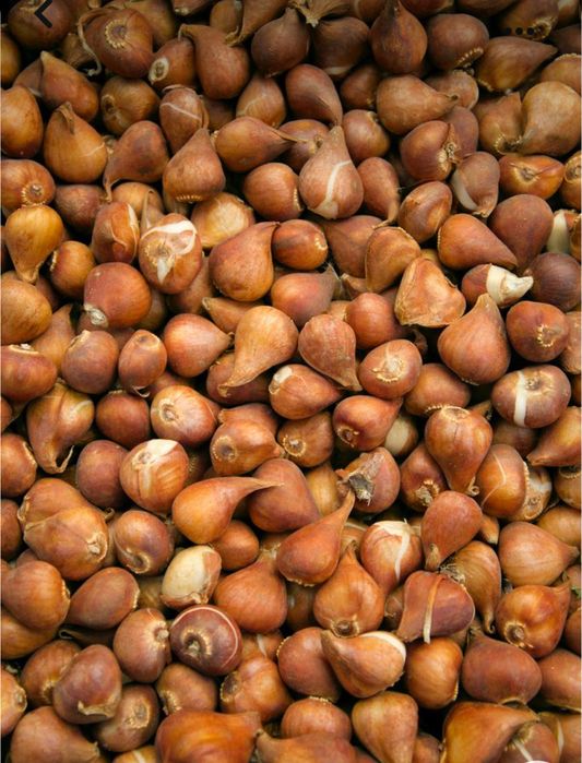 Луковицы тюльпанов