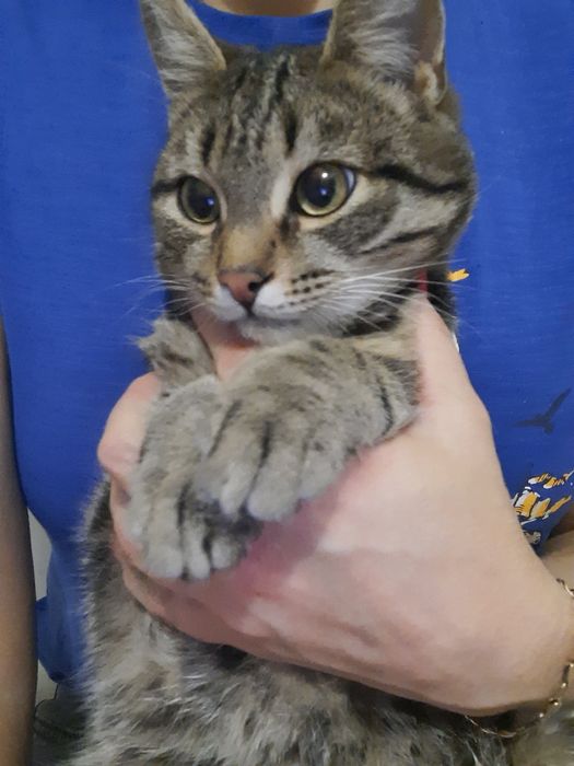 Стерилизованные  КОШЕЧКИ