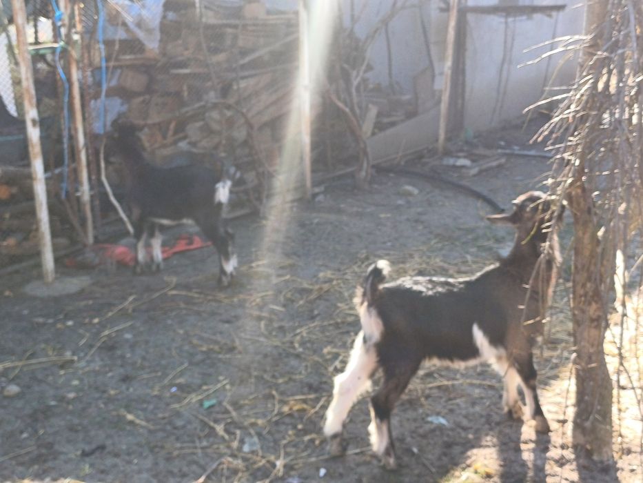 Vind iedite alpin francez