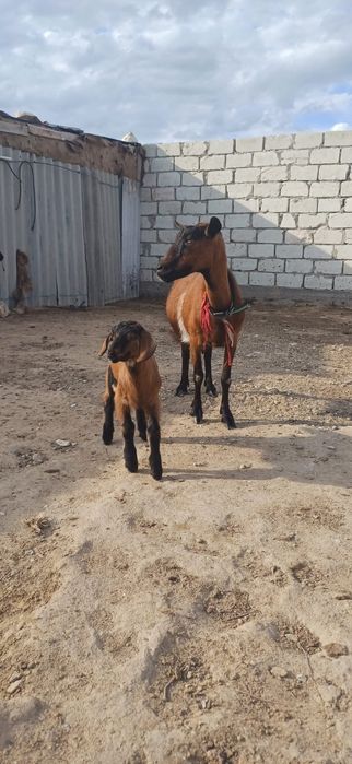 Лак сатылады чех теке лақ