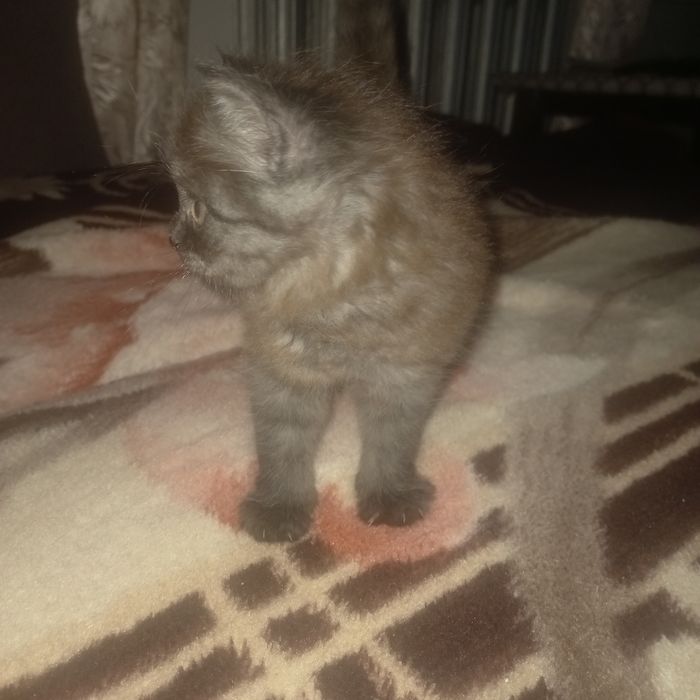 Отдам даром котёнка