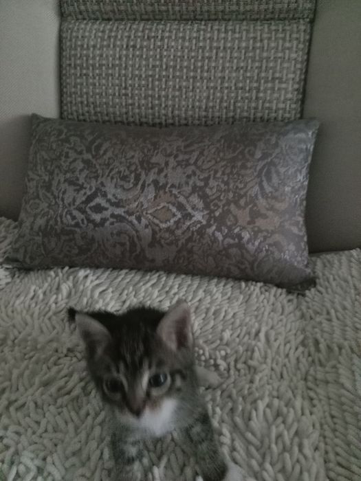 Животное котенок мальчик