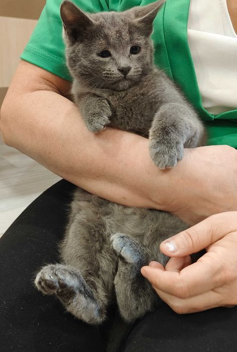 Отдаем котенка в добрые руки