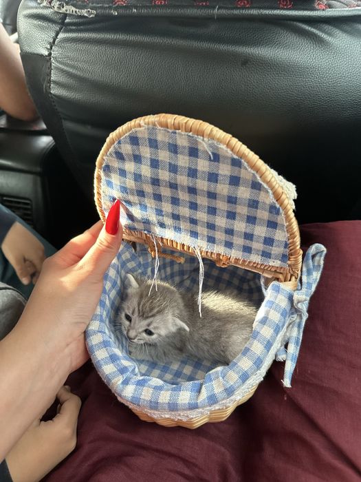 Очень зороший котенок