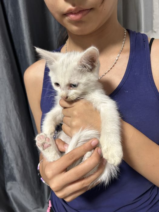Вислоухие котята