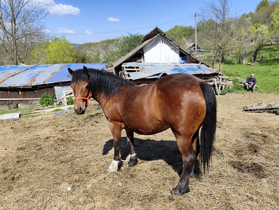 Vând iapă de 2 ani
