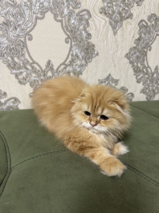 Mushuk sotiladi zotli sog’lom